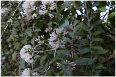 Vernonia elaeagnifolia